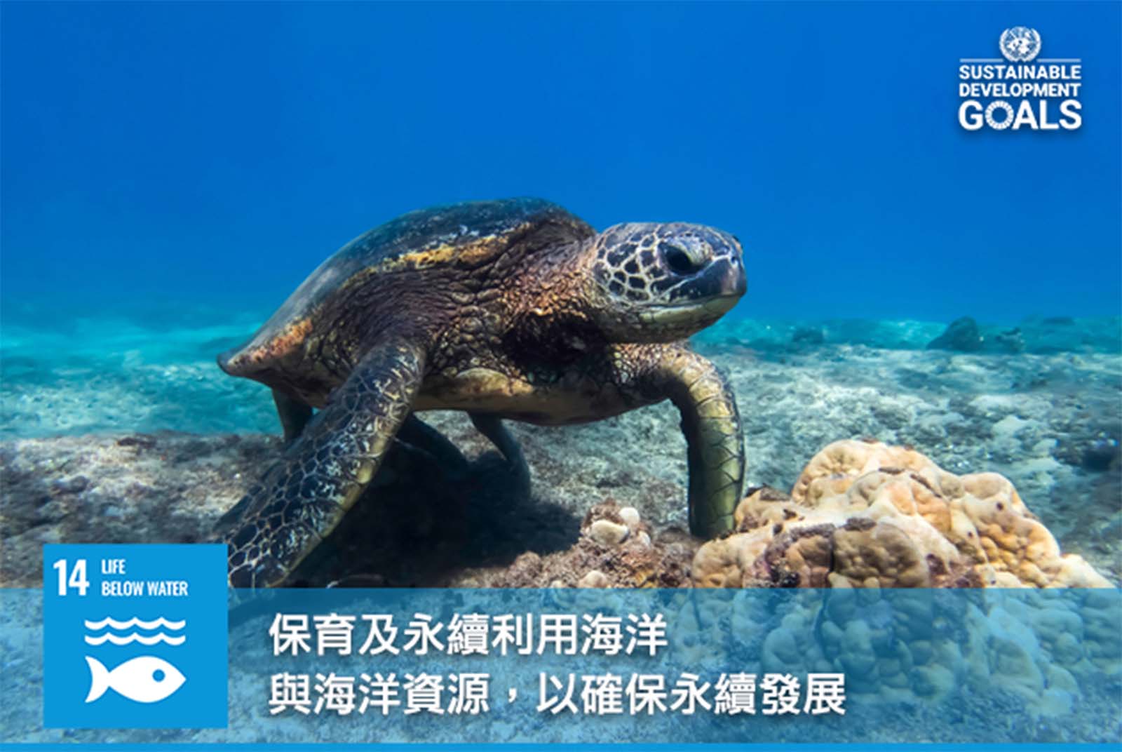 放生